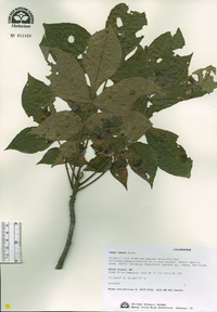 Carya texana image