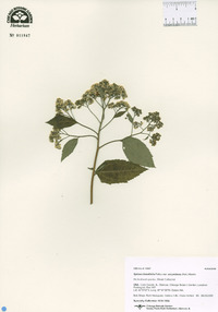 Spiraea betulifolia image