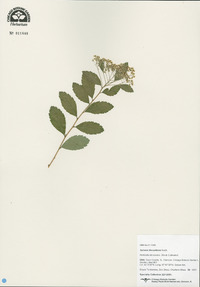 Spiraea decumbens image