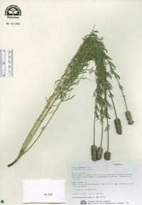 Dalea purpurea var. purpurea image