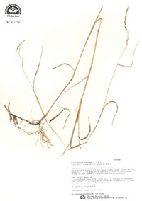 Muhlenbergia mexicana image