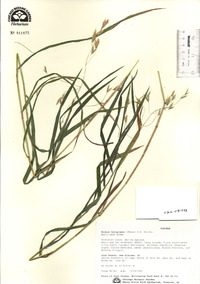 Bromus latiglumis image