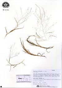 Eragrostis capillaris image