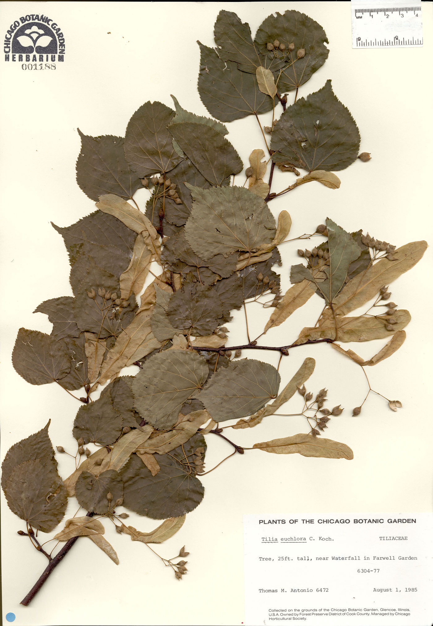 Tilia x euchlora image