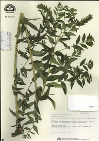 Lithospermum latifolium image