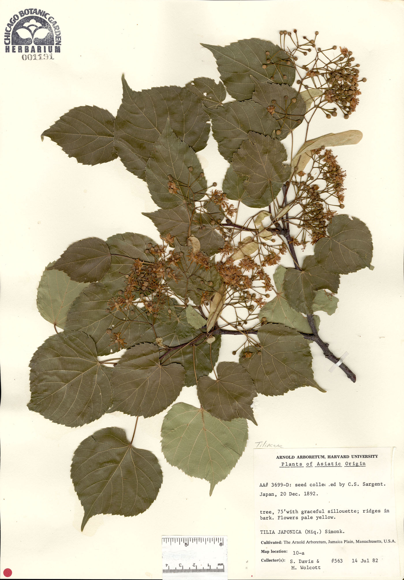 Tilia japonica image