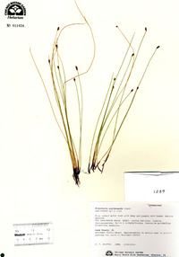 Eleocharis erythropoda image