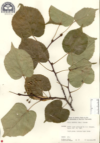 Tilia japonica image