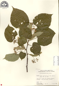Tilia maximowicziana image