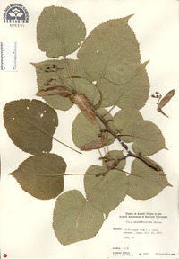 Tilia maximowicziana image