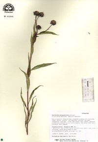 Helianthus grosseserratus image