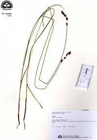 Carex prairea image