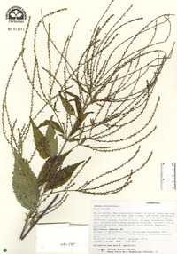 Verbena urticifolia image