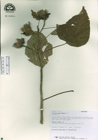 Hibiscus lasiocarpos image