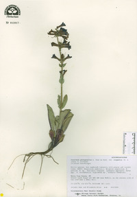 Penstemon pachyphyllus var. congestus image