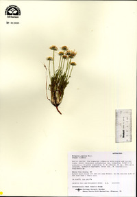 Erigeron pumilus image