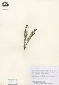 Penstemon kingii image