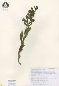 Penstemon speciosus image