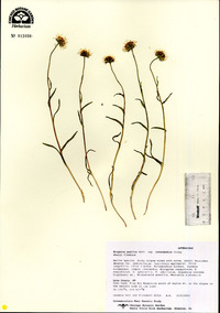 Erigeron pumilus subsp. intermedius image