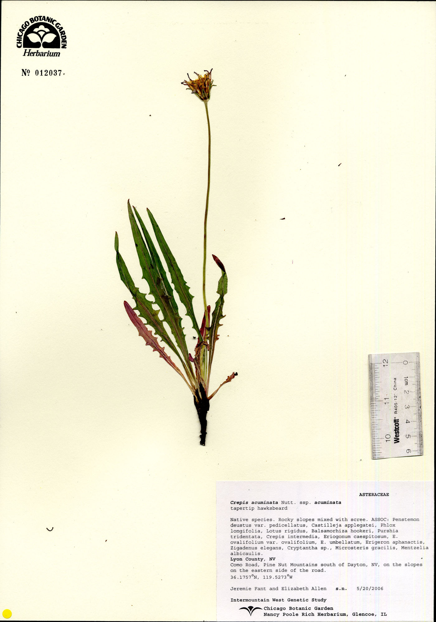 Crepis acuminata subsp. acuminata image