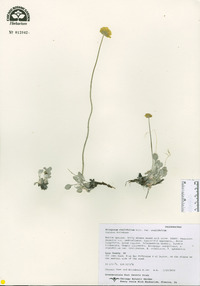 Eriogonum ovalifolium image