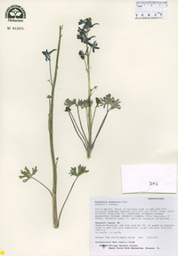 Delphinium andersonii image