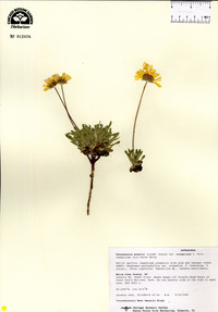 Tetraneuris acaulis var. caespitosa image