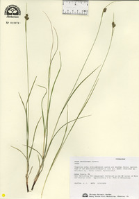 Carex caroliniana image