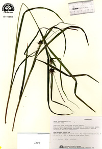 Carex louisianica image