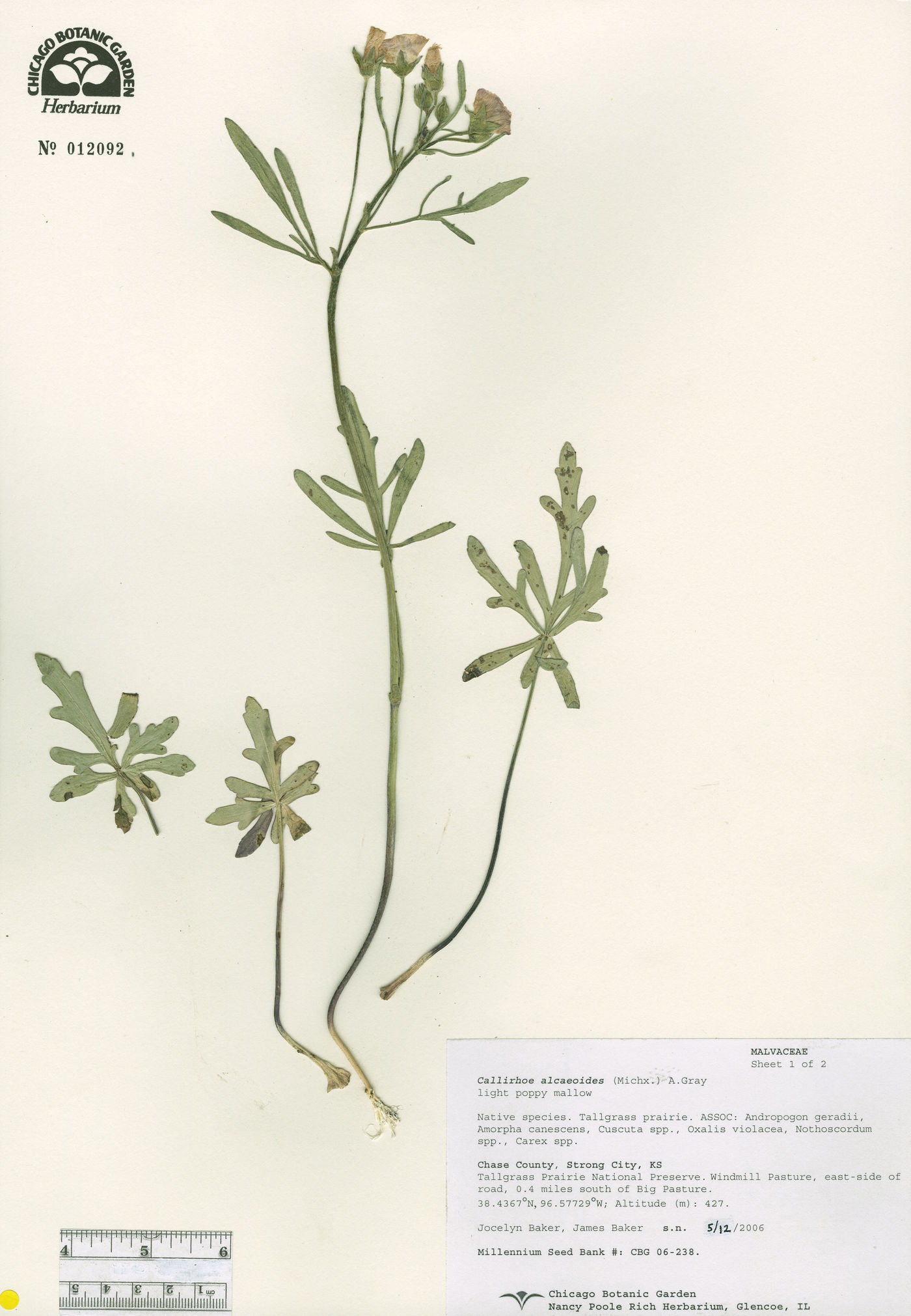 Callirhoe alcaeoides image