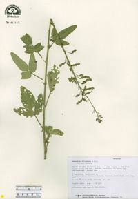 Desmodium illinoense image