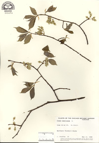 Ulmus americana image