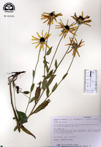 Rudbeckia fulgida image