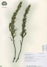 Castilleja sessiliflora image