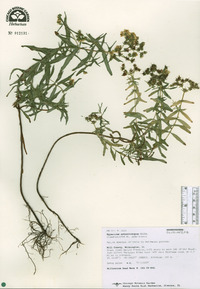 Hypericum sphaerocarpum image