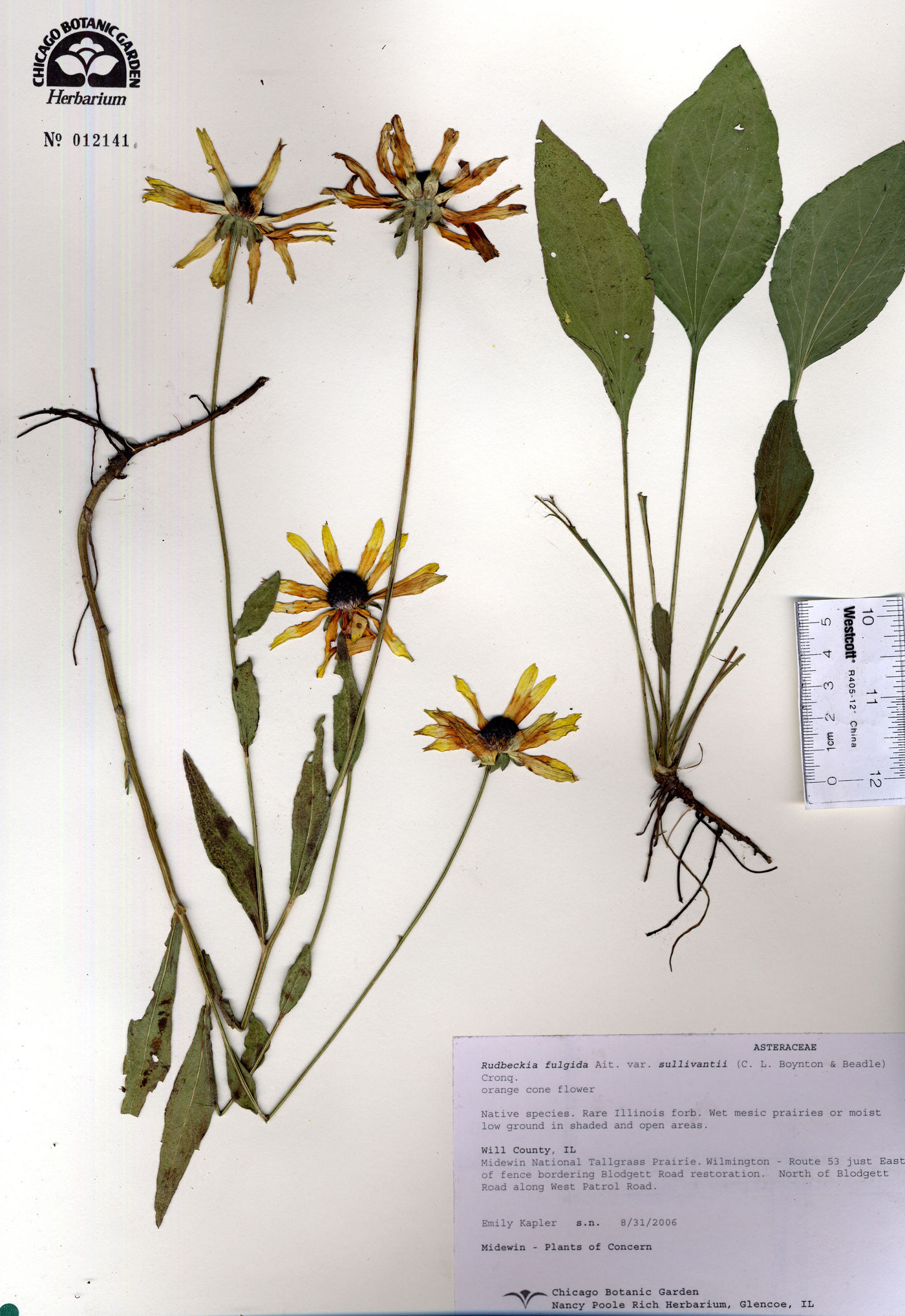 Rudbeckia fulgida var. sullivantii image