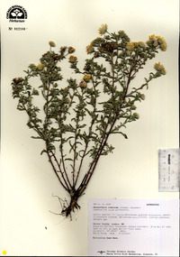 Heterotheca camporum image