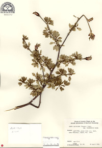 Ulmus laciniata image
