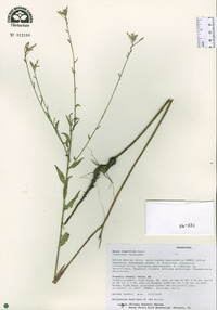 Oenothera filiformis image