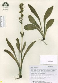 Swertia perennis image