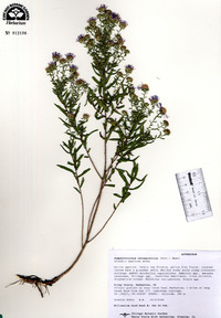 Symphyotrichum oblongifolium image