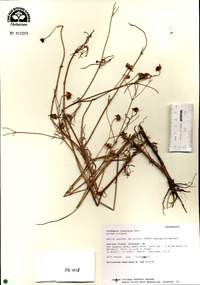 Coreopsis tinctoria image