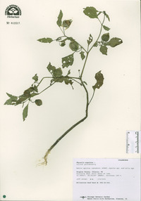 Physalis angulata image