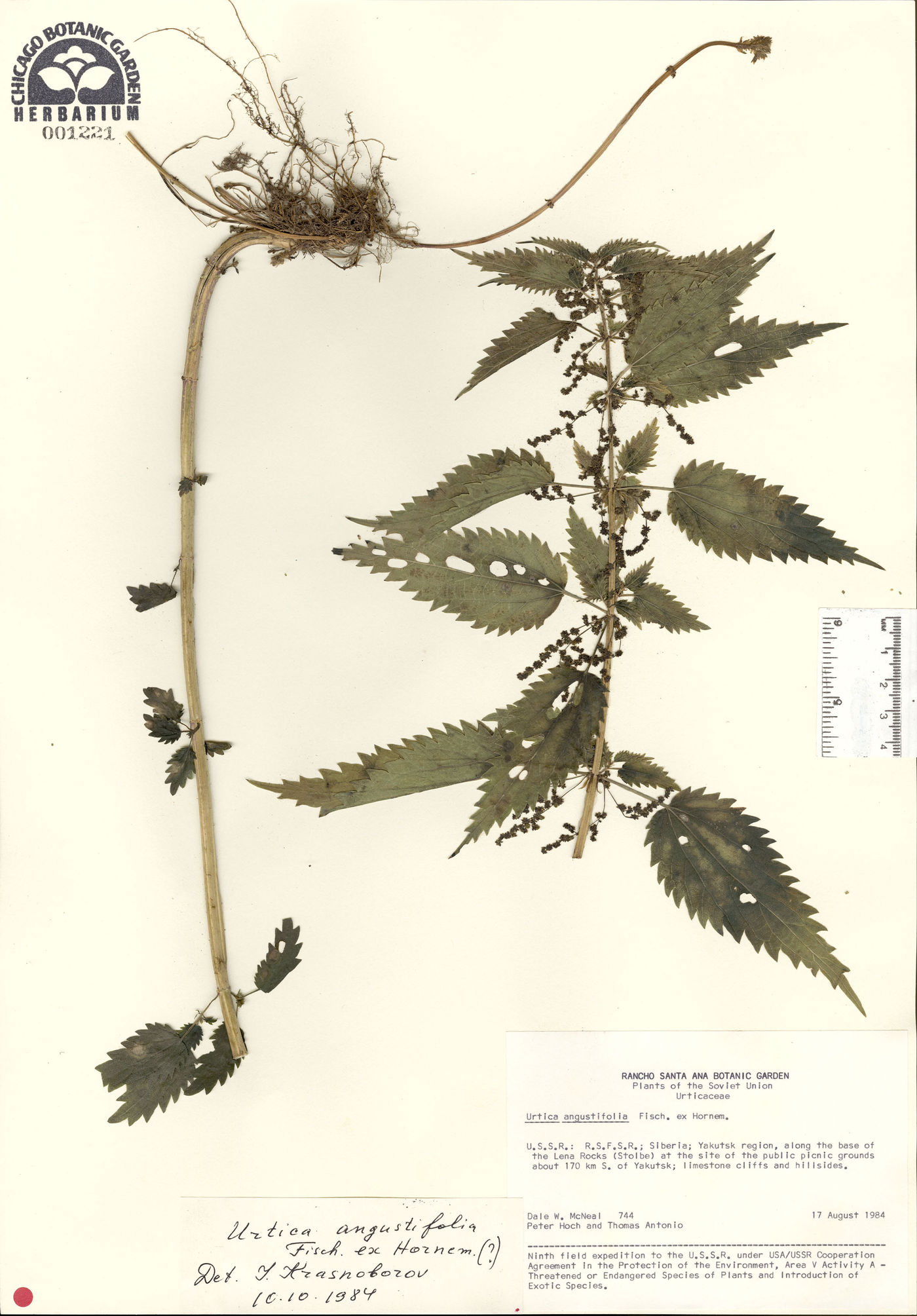 Urtica angustifolia image