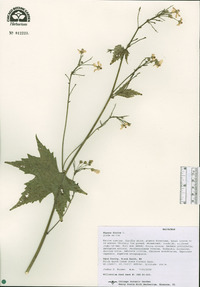 Napaea dioica image