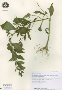 Mimulus alatus image