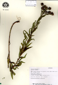 Vernonia arkansana image