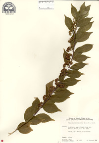 Callicarpa dichotoma image