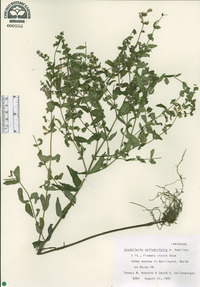 Scutellaria galericulata image