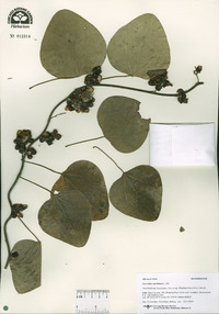 Nephroia carolina image